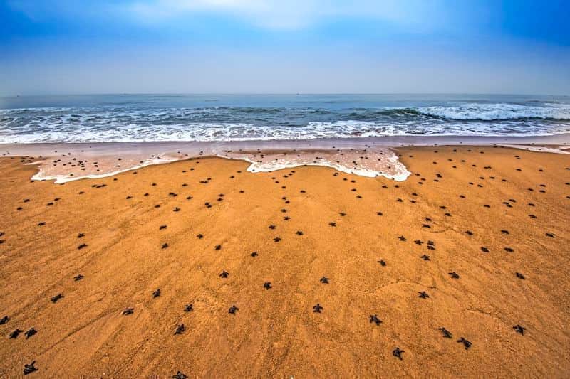 عکس روز نشنال جئوگرافیک؛ ورود میلیون‌ها بچه لاک‌پشت‌ به دریا