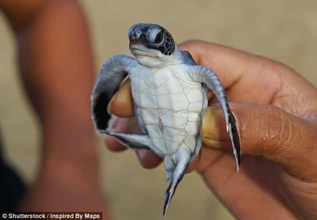 پلاستیک، عامل مرگ 40% لاکپشت‌های جوان دریایی