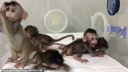 تولد ۵ میمون شبیه‌ سازی‌ شده در چین