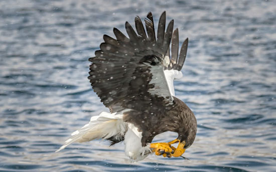 تصاویر جالب از یک عقاب گرسنه در حال شکار ماهی