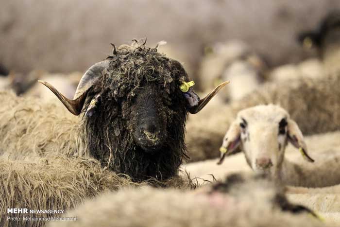 تصاویر | گوسفندهای رومانیایی به تهران رسیدند