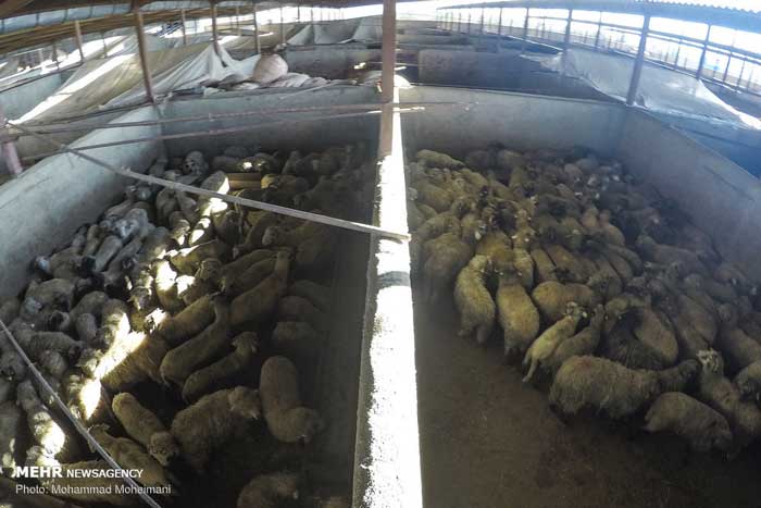 تصاویر | گوسفندهای رومانیایی به تهران رسیدند