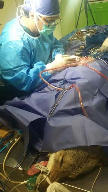 جراحی یک گرگ تصادف کرده در بیمارستان دامپزشکی تهران + تصاویر