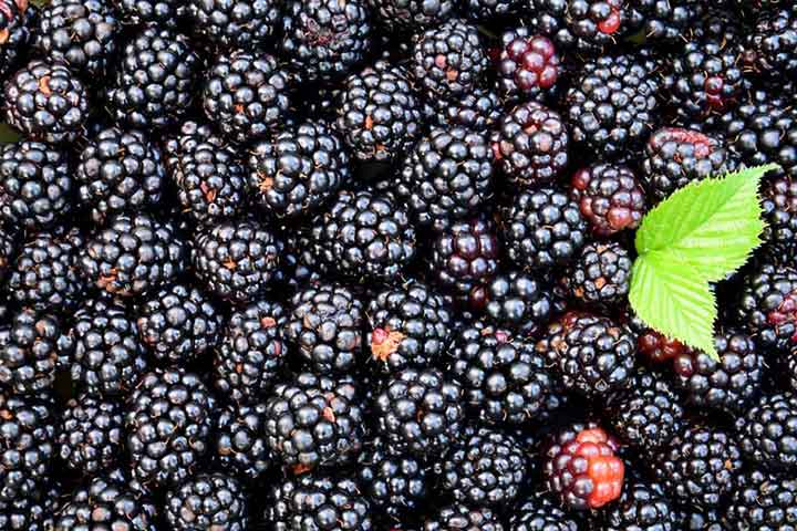 14-blackberry.jpg