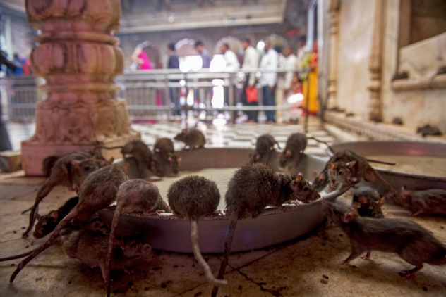 معبد موش در هند