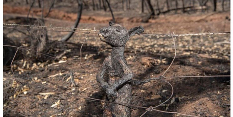 مرگ بیش از یک میلیارد حیوان در آتش‌سوزی بی‌سابقه استرالیا + عکس