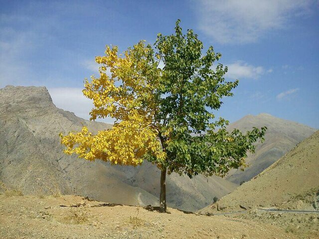 عکس | درختی که یک طرفش تابستان و یک طرفش پاییز است