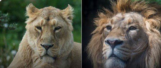 شیر ایرانی از خطر انقراض نجات یافت / کامران و ایلدا در باغ وحش ارم (عکس)