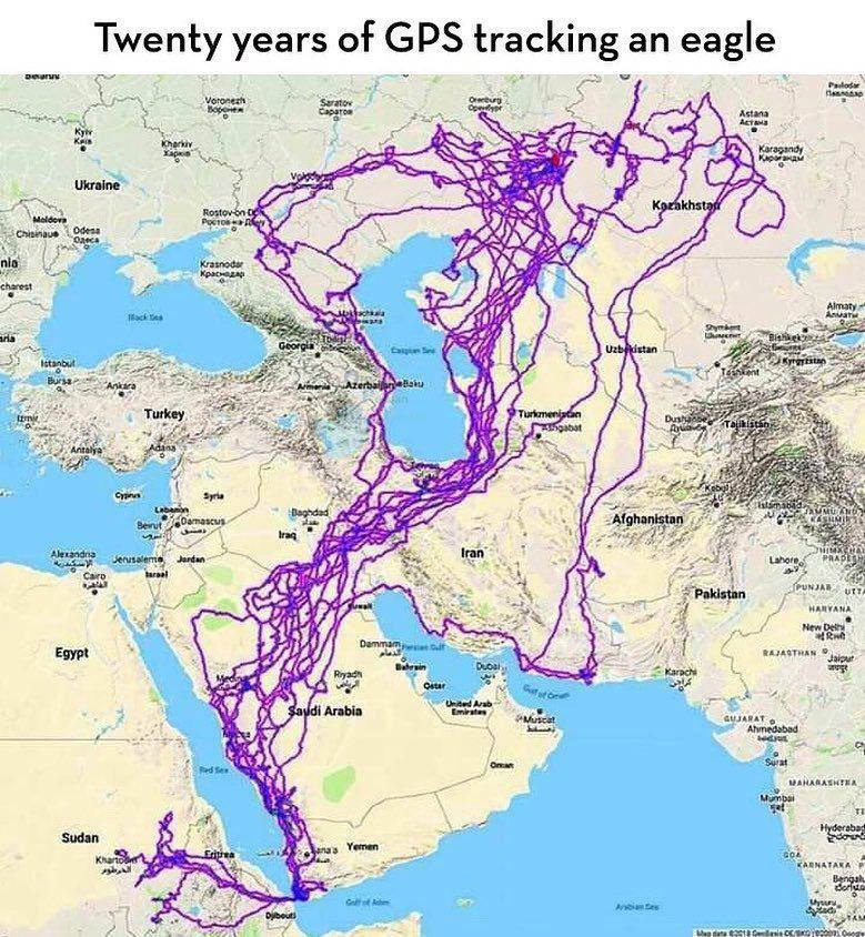 بیست سال مهاجرت یک عقاب از روسیه تا عربستان، بر فراز آسمان ایران