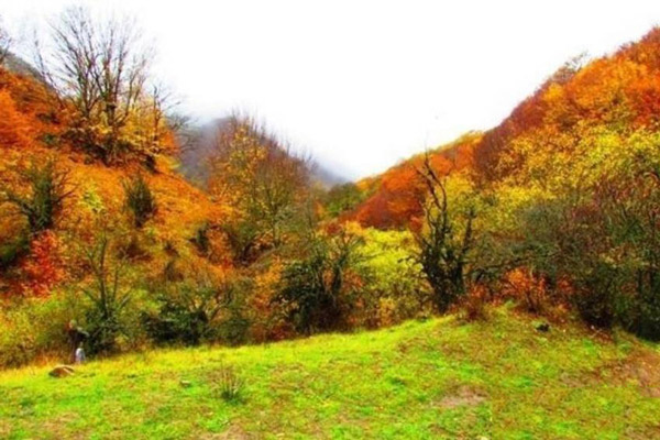 توسکستان-+زیباترین جاده+جنگلی