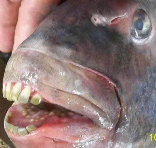 وحشت-مردم-از-این-ماهی-با-دندانهایی-شبیه_0.jpeg