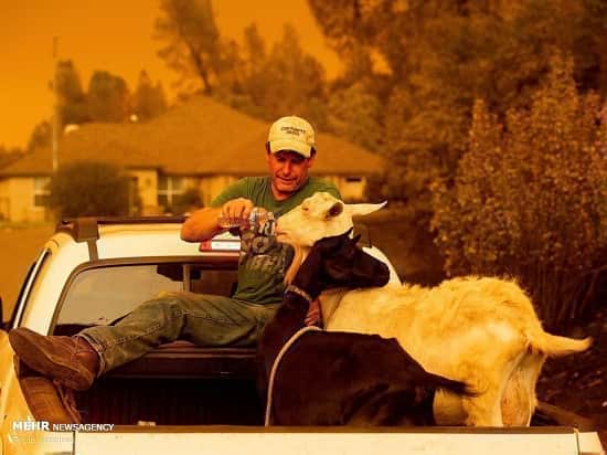 تصاویر زیبا از نجات حیوان‌های گرفتار در آتش سوزی آمریکا