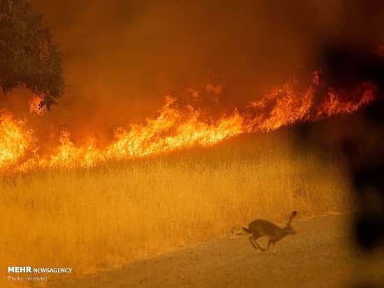تصاویر زیبا از نجات حیوان‌های گرفتار در آتش سوزی آمریکا