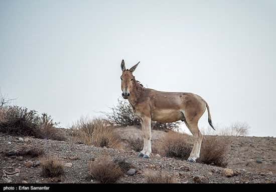 خطر انقراض "گورخر ایرانی" را تهدید می کند