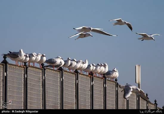 پرندگان مهاجر زیبای دریاچه شهدای خلیج فارس