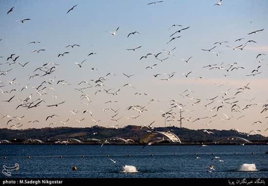 پرندگان مهاجر زیبای دریاچه شهدای خلیج فارس