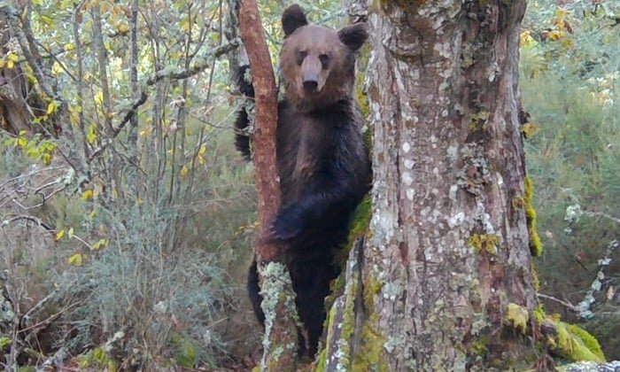 خرس قهوه ای پس از ۱۵۰ سال به جنگل‌های اسپانیا بازگشت