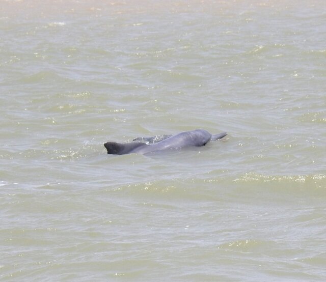 مشاهده سه دلفین گوژپشت در آب‌های آبادان + تصاویر