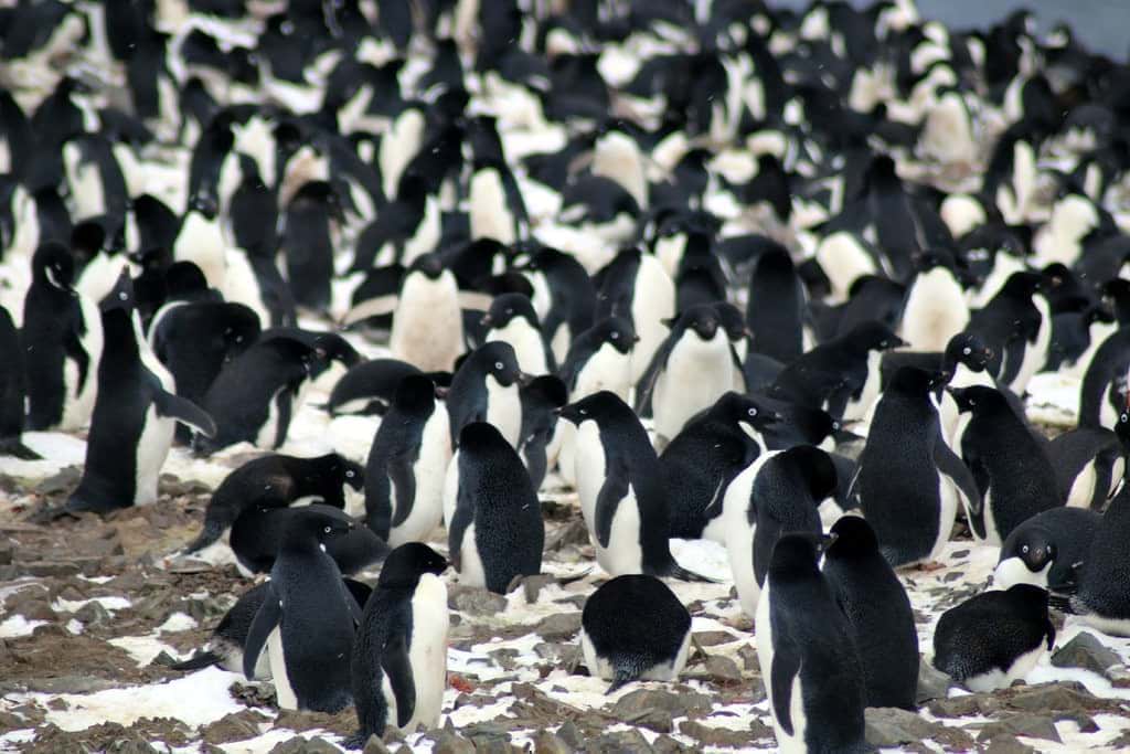 کشف میلیون‌ها پنگوئن که کسی از وجود آنها خبر نداشت